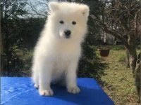 Irk ve Sağlık Garantili Samoyed Yavrularımız