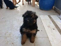 Germany wolf puppies uygun