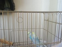 1 çift rainbow kafes ve yuvalıkla verilecek muhabbet kuşu