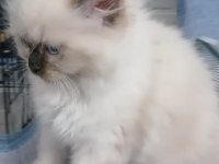 Ragdoll Bebekler Rezerve Açık