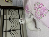 safkan scottish fold kızım