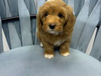 Orjinal Maltipoo Yavru