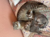 Yavru kırık kulak scottish fold