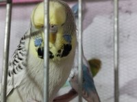 Jumbo Muhabbet Kuşu