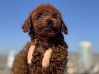 Ruhsatlı çiftlikde ziyarete açık toy poodle 
