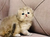 Show Kalite Safkan British Longhair Yavrular