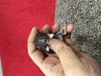 Yavru Suriye Hamster