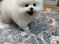 Orjinal Pomeranian Boo