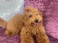 5 Aylık Dişi Poodle