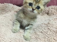 Erkek british shorthair yavru kedimiz