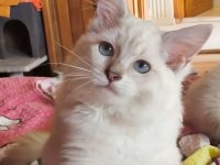 Secereli ragdoll