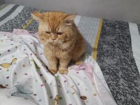 Persian Red Tabby İran Kedisi