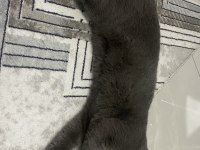 SCOTTİSH FOLD KEDİSİ 1 YAŞINDA