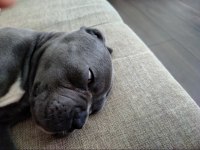 İstanbul Beylikdüzünden cane corso