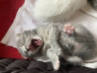 Orjinal saf kan british yavrularımız yeni evlerini arıyor