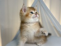 Show Class Golden British Shorthair Prenses