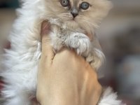 Üst kalite dişi british longhair yavrumuz kartopu