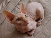 4 AYLIK ERKEK SAFKAN SPHYNX