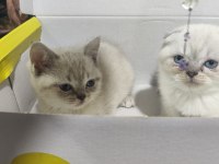 Kar Topu Scottish Fold Yavruları