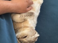Scottish fold 1.5 yaşında