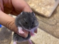 Yavru Gonzales Hamster