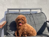 toy poodle kore kanı a kalite