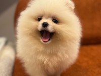 Pomeranian boo yavrularımız
