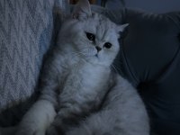 Yetişkin british shorthair dişi