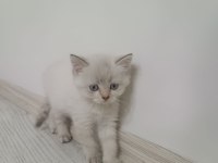 Yavru british shorthair