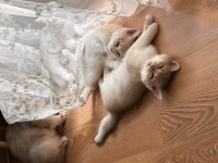 Şecereli british shorthair AY-12