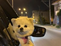 Pomeranian boo 14 aylık