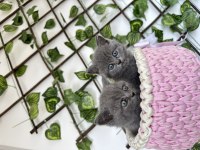 British shorthair kedimiz