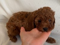 RED BROWN TOY POODLE YAVRULAR