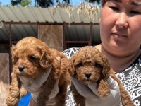 Maltipoo yavrularımız