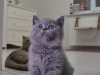 Sahiplendirme british shorthair