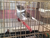 Yeni eşe atılmış takım gloster kanaryalar