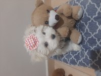 Kore kan 2 aylık erkek köpeğimiz