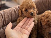 Toy Poodle Bebek Köpeği