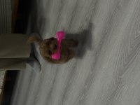 3 aylık yavru toy poodle köpeği