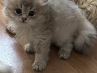 Bulut kızı british longhair