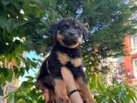 Alman kökenli rottweiler yavruları