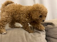 Ped eğitimli yavru poodle acil yuva arıyoruz