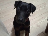 SATILIK YAVRU DOBERMAN