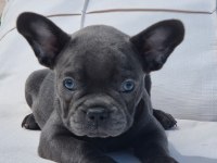 Blue French Bulldog Yavruları İstanbul 