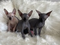 Sphynx sfenks tüysüz dişi erkek yavruları