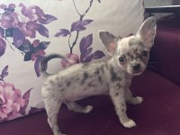 Yavru bir adet erkek 2 adet dişi chihuahua