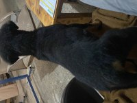 Yavru rottweiler temiz bakımları çip takılı