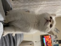 British shorthair silver point 2.5 aylık erkek bebek