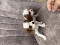 Cavalier king charles köpekler