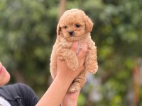 AŞILI ÇİŞ EĞİTİMLİ MALTİPOO BEBEKLER 